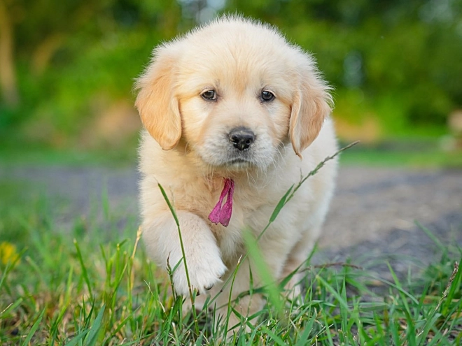 Golden Retriever Welpe kaufen