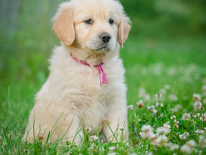 Golden Retriever Welpe kaufen