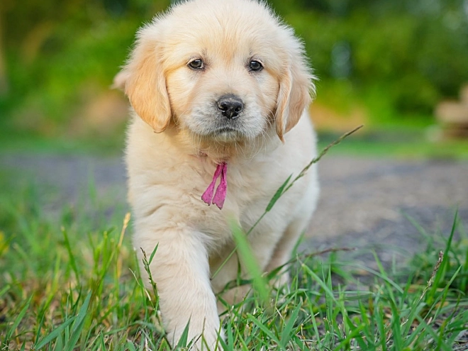 Golden Retriever Welpe kaufen