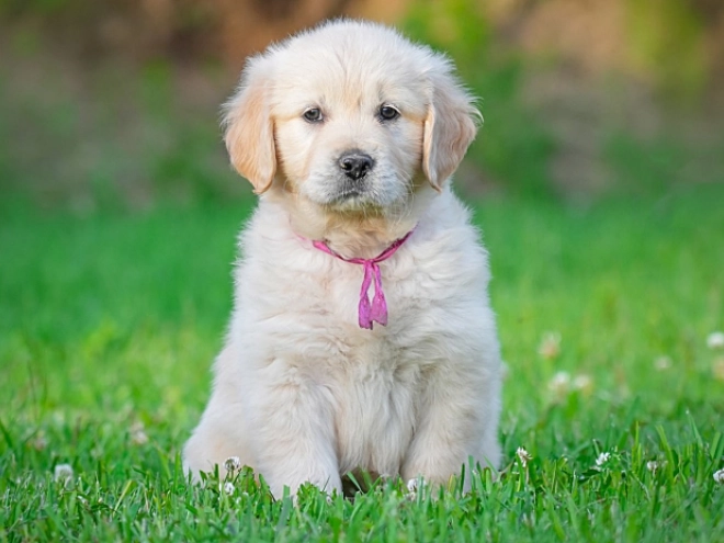 Golden Retriever Welpe kaufen