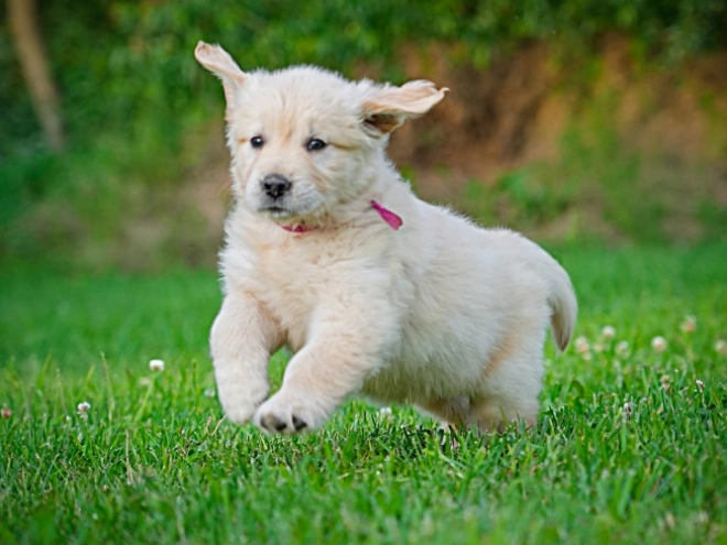 Golden Retriever Welpe kaufen