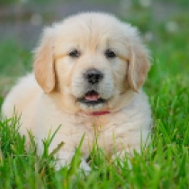 Montana, golden Golden Retriever Welpen kaufen