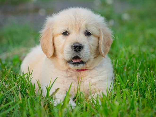 Golden Retriever Welpe kaufen