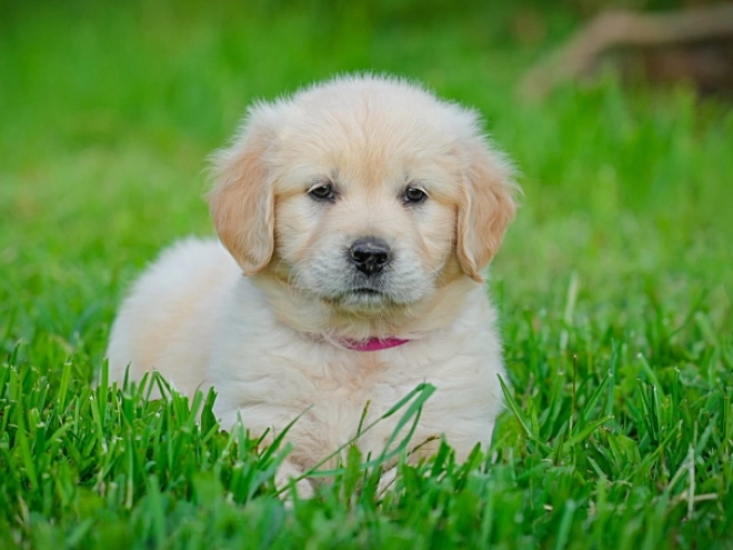 Golden Retriever Welpe kaufen