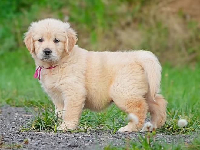 Golden Retriever Welpe kaufen