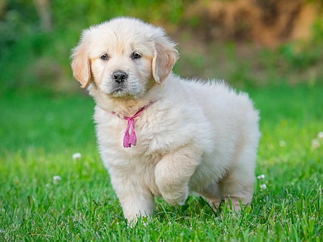 Golden Retriever Welpe kaufen
