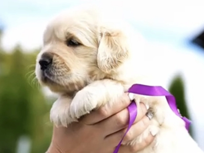 Golden Retriever puppy for sale