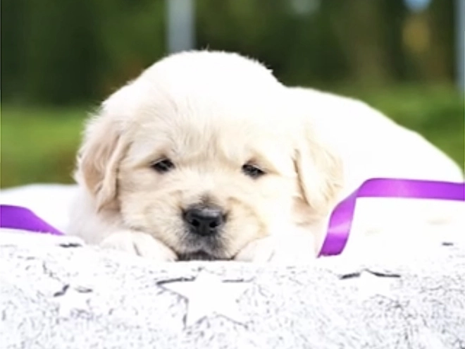Golden Retriever puppy for sale