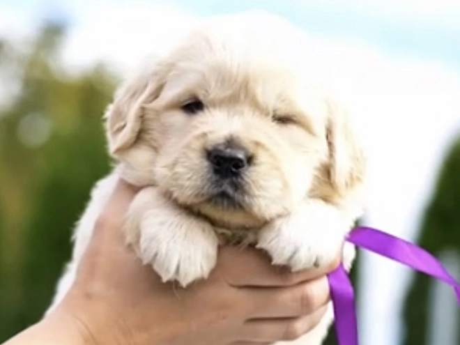 Golden Retriever puppy for sale