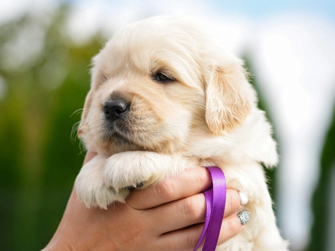 Golden Retriever puppy for sale