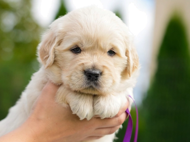Golden Retriever puppy for sale
