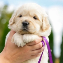 Sherlock Holmes, golden Golden Retriever for sale