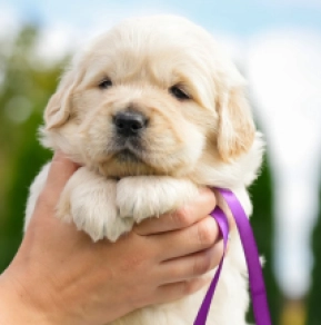 Golden Retriever puppy for sale
