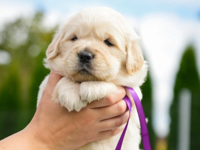 Golden Retriever puppy for sale