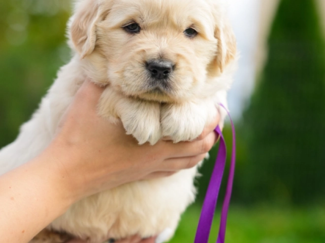 Golden Retriever puppy for sale
