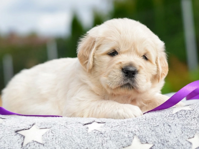 Golden Retriever puppy for sale