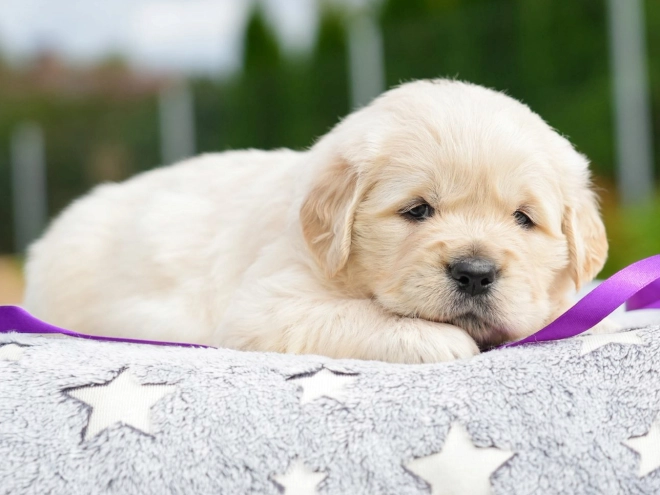 Golden Retriever puppy for sale