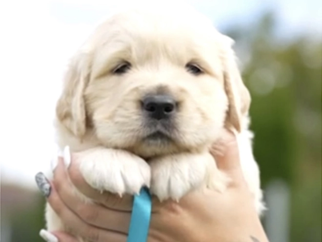 Golden Retriever puppy for sale