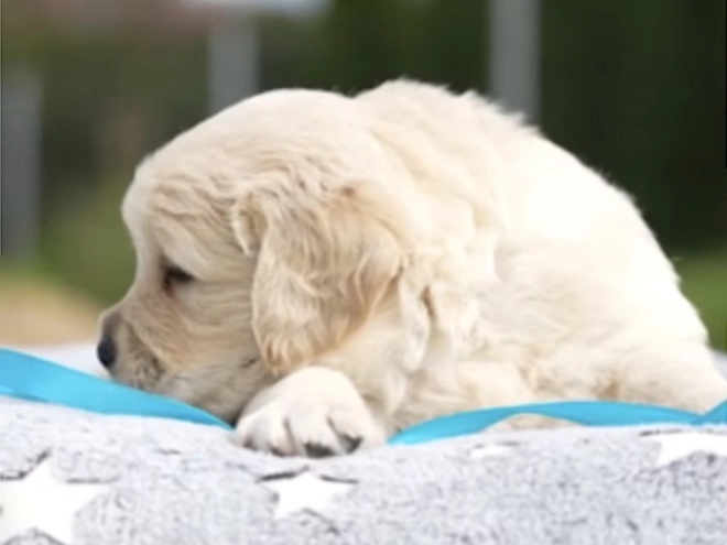 Golden Retriever puppy for sale