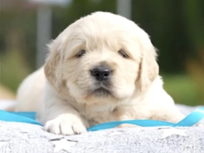 Golden Retriever puppy for sale