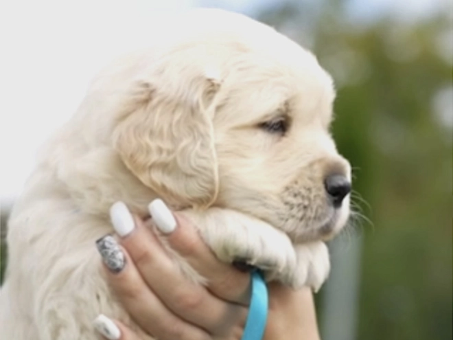 Golden Retriever puppy for sale