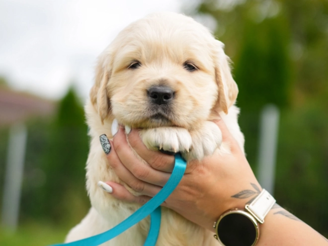 Golden Retriever puppy for sale