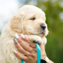 Jagger, golden Golden Retriever for sale