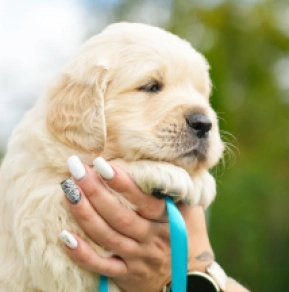 Jagger, golden Golden Retriever for sale