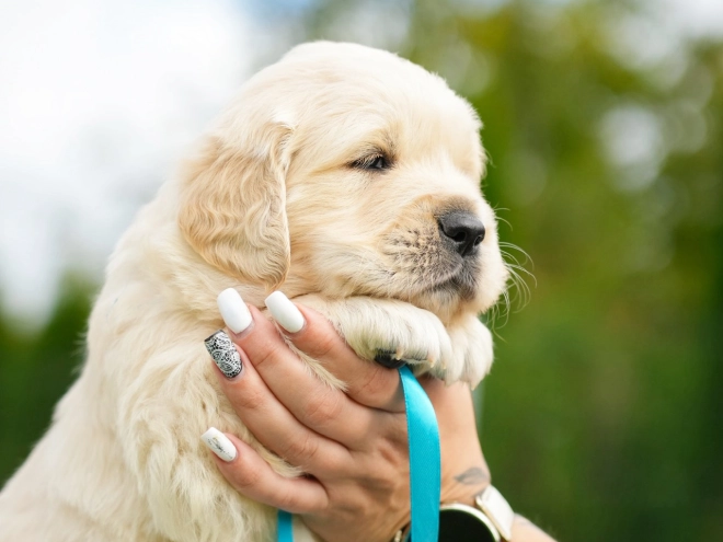 Golden Retriever puppy for sale