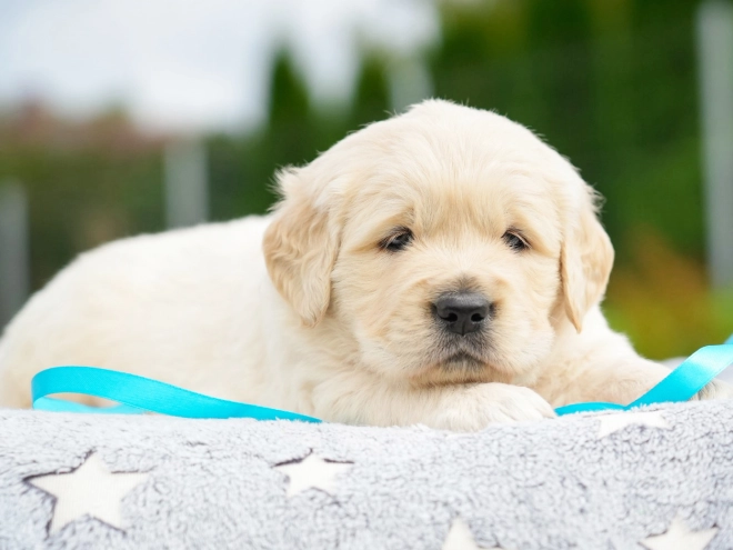 Golden Retriever puppy for sale