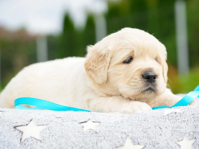 Golden Retriever puppy for sale
