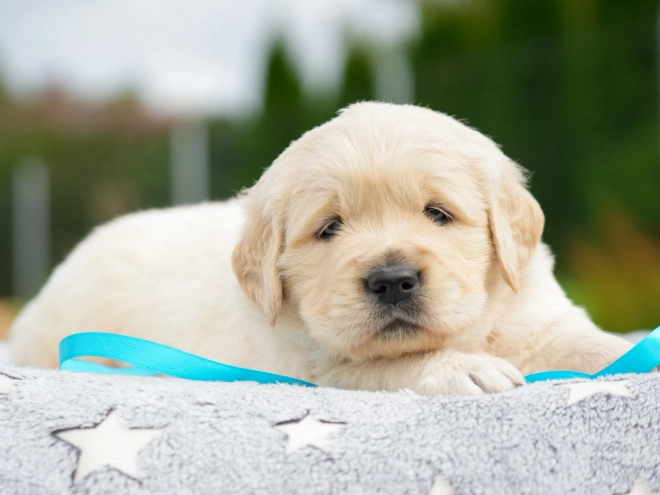Golden Retriever puppy for sale