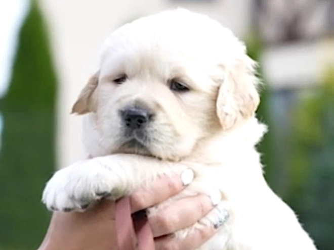 Golden Retriever puppy for sale