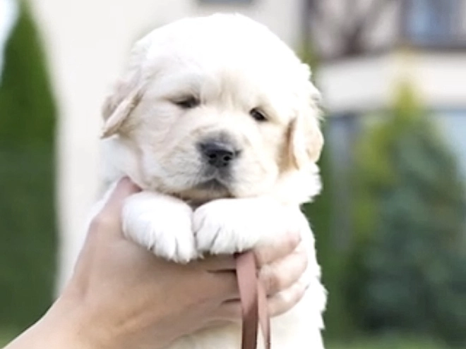 Golden Retriever puppy for sale