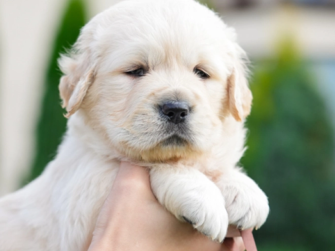 Golden Retriever puppy for sale