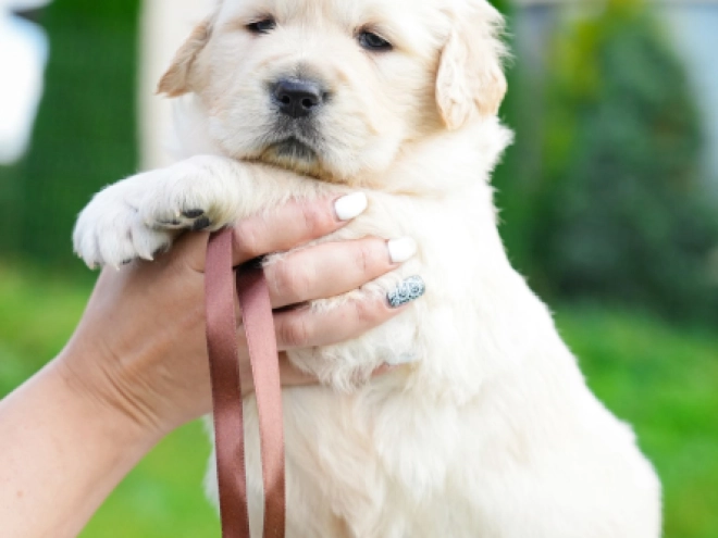 Golden Retriever puppy for sale