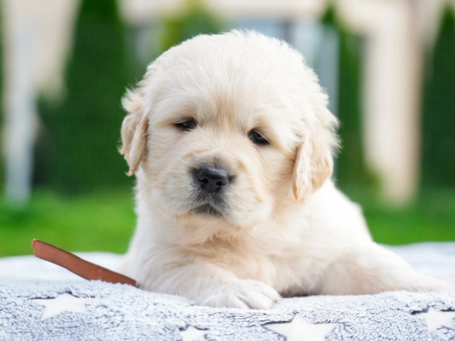 Golden Retriever puppy for sale