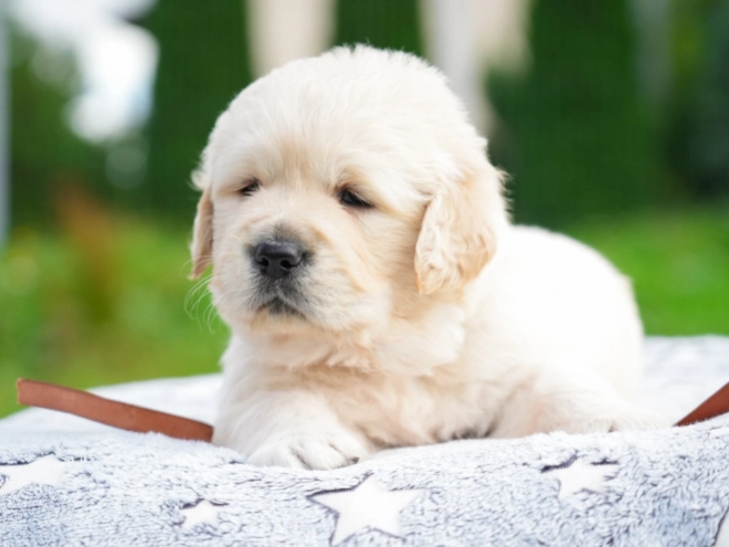 Golden Retriever puppy for sale