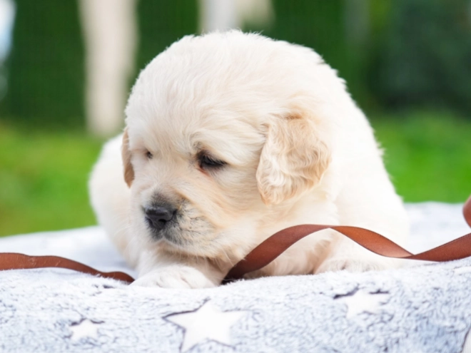 Golden Retriever puppy for sale