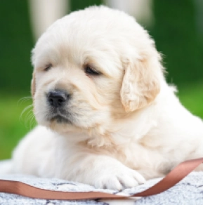 Golden Retriever puppy for sale