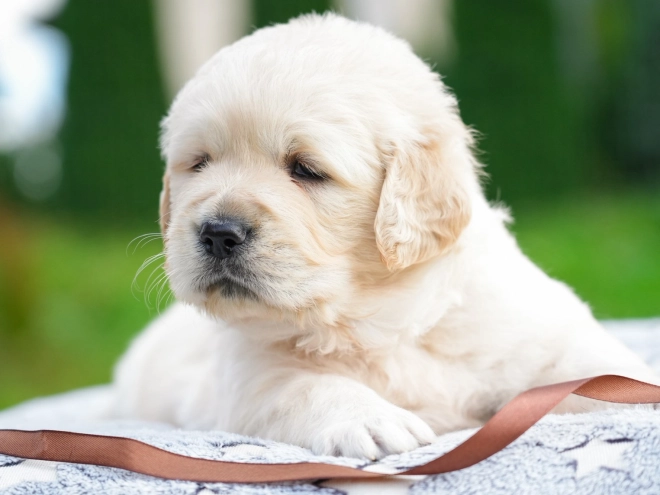 Golden Retriever puppy for sale