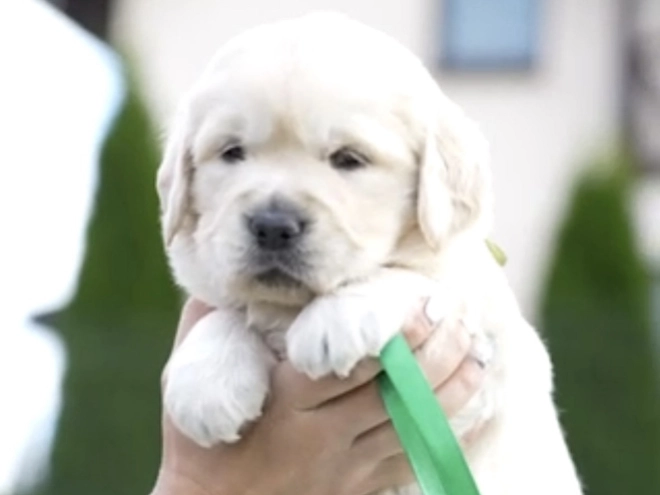 Golden Retriever puppy for sale