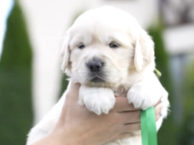 Golden Retriever puppy for sale