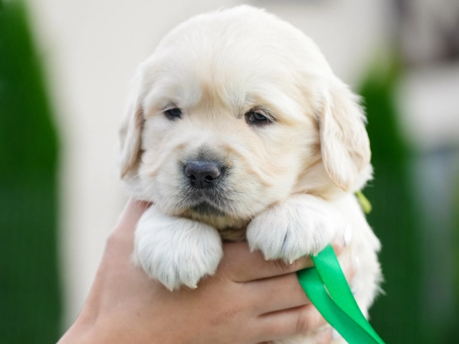 Golden Retriever puppy for sale