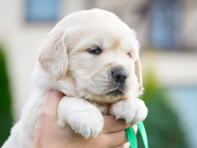 Golden Retriever puppy for sale