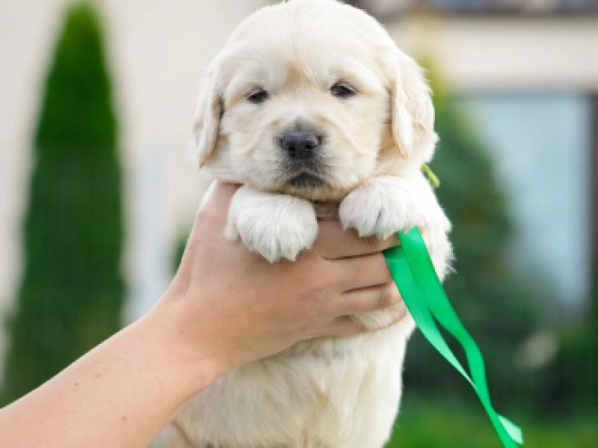 Golden Retriever puppy for sale