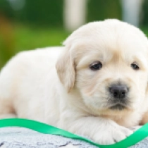 James Bond, golden Golden Retriever for sale