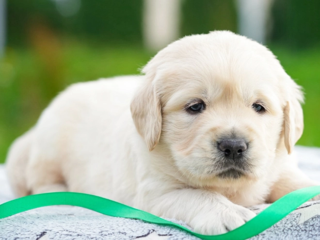 Golden Retriever puppy for sale
