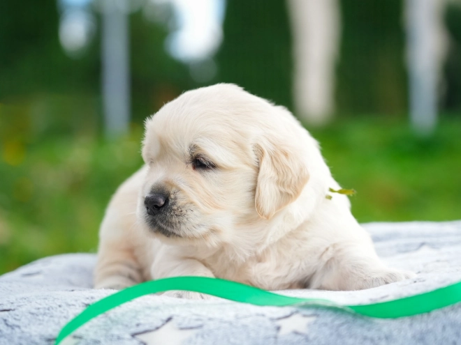 Golden Retriever puppy for sale