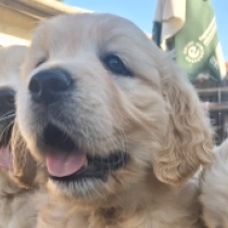 Scout, golden Golden Retriever for sale